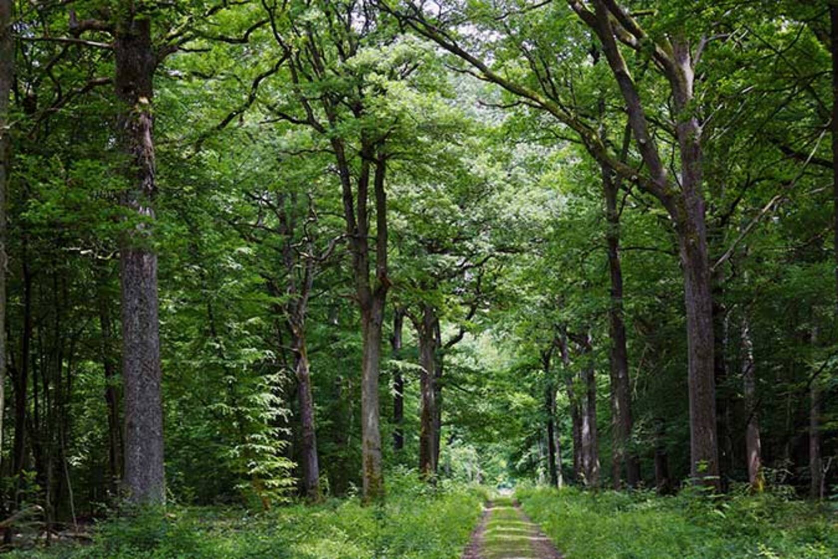 Marly state forest, 1 km away