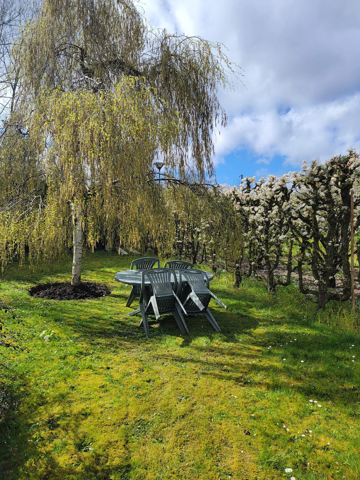 Jardin partagé avec vergers en fleurs et salon de jardin